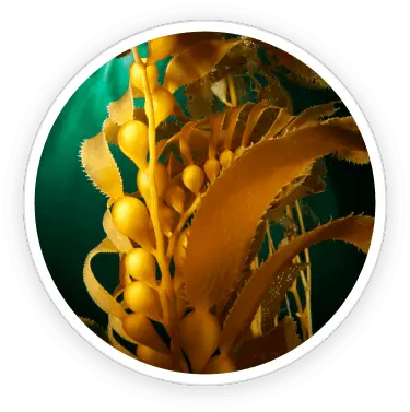 Prostadine